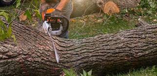 How Our Tree Care Process Works  in  Grove City, OH