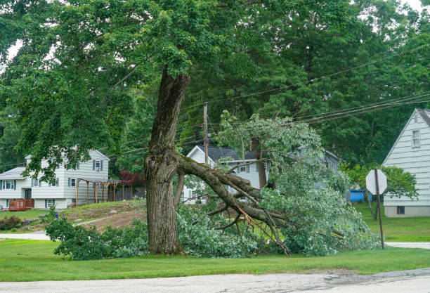 Professional Tree Care  in Grove City, OH